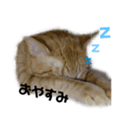 大人しい我が家の猫2（個別スタンプ：5）