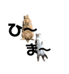 大人しい我が家の猫2（個別スタンプ：6）
