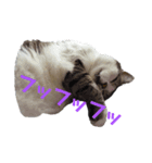 大人しい我が家の猫2（個別スタンプ：7）