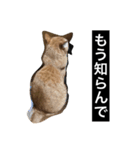 茶トラと毎日楽しく生きる 3（個別スタンプ：1）
