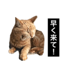茶トラと毎日楽しく生きる 3（個別スタンプ：2）