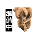 茶トラと毎日楽しく生きる 3（個別スタンプ：3）