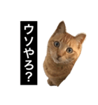 茶トラと毎日楽しく生きる 3（個別スタンプ：4）