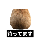 茶トラと毎日楽しく生きる 3（個別スタンプ：5）