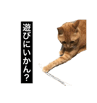 茶トラと毎日楽しく生きる 3（個別スタンプ：7）