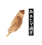 茶トラと毎日楽しく生きる 3（個別スタンプ：8）