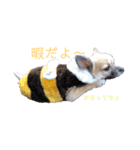 お鼻の黒いジジと妹のポポです（個別スタンプ：2）