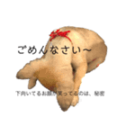 お鼻の黒いジジと妹のポポです（個別スタンプ：4）