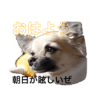 お鼻の黒いジジと妹のポポです（個別スタンプ：5）