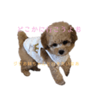 お鼻の黒いジジと妹のポポです（個別スタンプ：6）