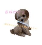お鼻の黒いジジと妹のポポです（個別スタンプ：7）