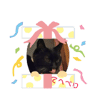 クロにゃー2（個別スタンプ：12）