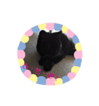 クロにゃー2（個別スタンプ：17）