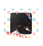 クロにゃー2（個別スタンプ：20）