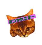のりたけコレクションvol.2（個別スタンプ：12）