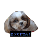 わんこ3姉妹（個別スタンプ：7）