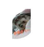 サリーネズミ（個別スタンプ：5）
