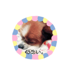 ちっぷくん。（個別スタンプ：1）