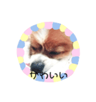 ちっぷくん。（個別スタンプ：6）