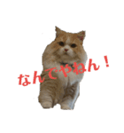 ユルここ君^^（個別スタンプ：3）