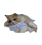 ユルここ君^^（個別スタンプ：6）