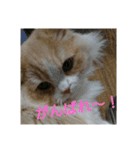 ユルここ君^^（個別スタンプ：14）