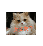 ユルここ君^^（個別スタンプ：15）
