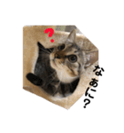 VIVI's  stamp（個別スタンプ：29）
