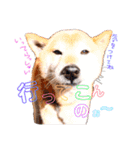 筑後弁を喋りたい愛犬サスケ（個別スタンプ：1）