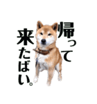 筑後弁を喋りたい愛犬サスケ（個別スタンプ：2）