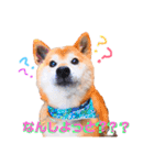 筑後弁を喋りたい愛犬サスケ（個別スタンプ：3）