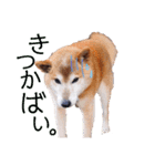 筑後弁を喋りたい愛犬サスケ（個別スタンプ：4）