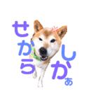 筑後弁を喋りたい愛犬サスケ（個別スタンプ：5）