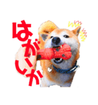 筑後弁を喋りたい愛犬サスケ（個別スタンプ：6）