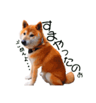 筑後弁を喋りたい愛犬サスケ（個別スタンプ：7）