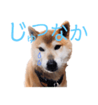 筑後弁を喋りたい愛犬サスケ（個別スタンプ：8）