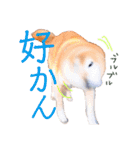 筑後弁を喋りたい愛犬サスケ（個別スタンプ：9）
