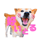 筑後弁を喋りたい愛犬サスケ（個別スタンプ：10）