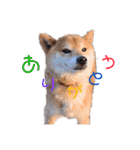 筑後弁を喋りたい愛犬サスケ（個別スタンプ：11）
