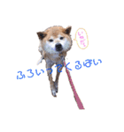 筑後弁を喋りたい愛犬サスケ（個別スタンプ：13）