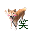 筑後弁を喋りたい愛犬サスケ（個別スタンプ：14）