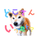 筑後弁を喋りたい愛犬サスケ（個別スタンプ：15）