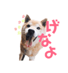 筑後弁を喋りたい愛犬サスケ（個別スタンプ：16）