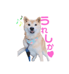 筑後弁を喋りたい愛犬サスケ（個別スタンプ：17）