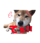 筑後弁を喋りたい愛犬サスケ（個別スタンプ：18）