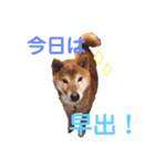 筑後弁を喋りたい愛犬サスケ（個別スタンプ：19）