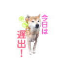 筑後弁を喋りたい愛犬サスケ（個別スタンプ：20）