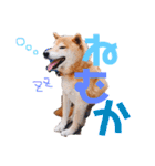 筑後弁を喋りたい愛犬サスケ（個別スタンプ：21）