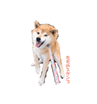 筑後弁を喋りたい愛犬サスケ（個別スタンプ：22）
