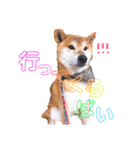 筑後弁を喋りたい愛犬サスケ（個別スタンプ：23）